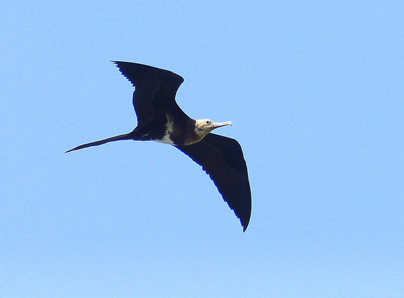 Lesser  Frigatebird.