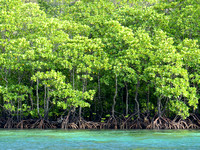 In shallower  areas there are Mangroves.....