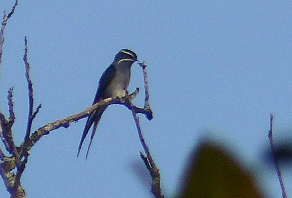 The gorgeous Moustached Treeswift.