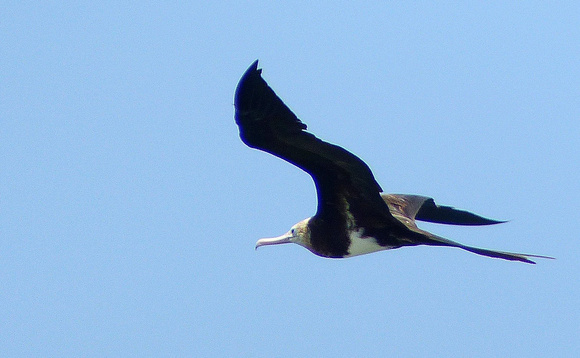 Lesser Frigatebird.