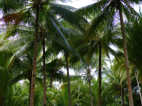 Coconut Palms.