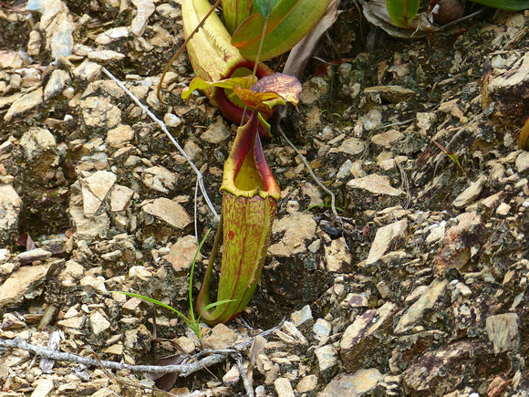 More of the pitcher plants