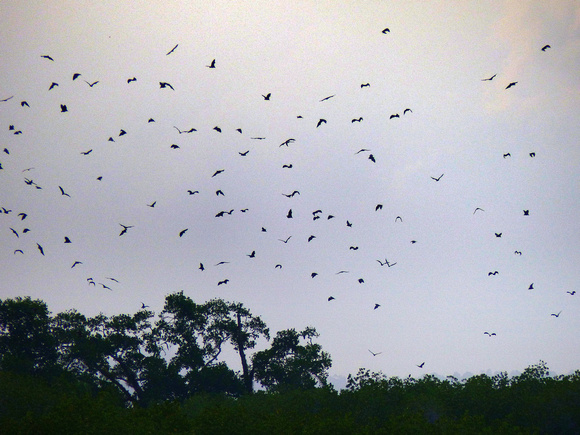 ...and the Black-bearded Flying Foxes  leave their roosts.
