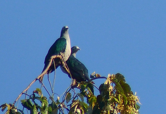 Moluccan Imperial Pigeon.