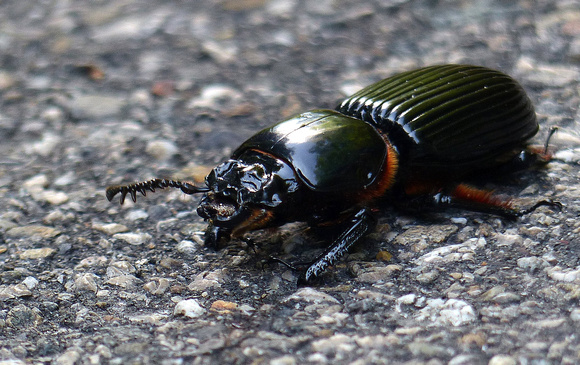 A very splendid beetle.