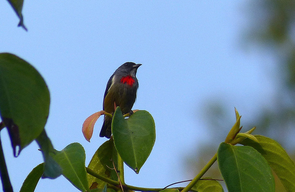 Buru ( Flame-breasted) Flowerpecker