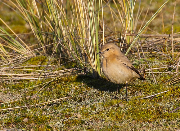 The star of the show.....Isabelline Wheatear (Oenanthe isabelina).