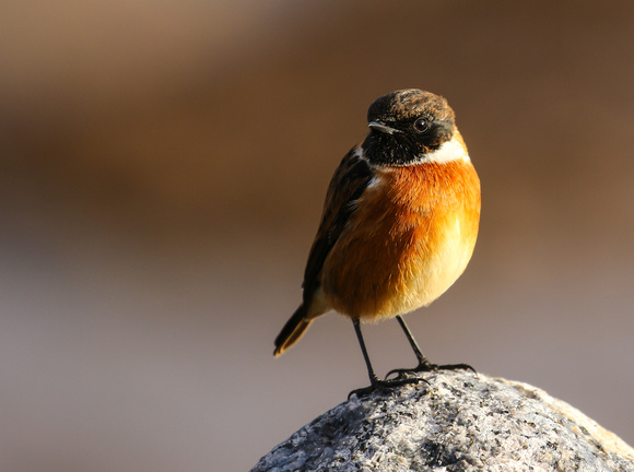 This  male Stonechat posed  nicely.