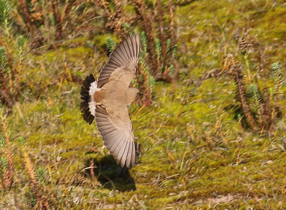 The distinctive  tail pattern in flight.