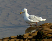 Herring Gull (Larus argentatus argenteus)