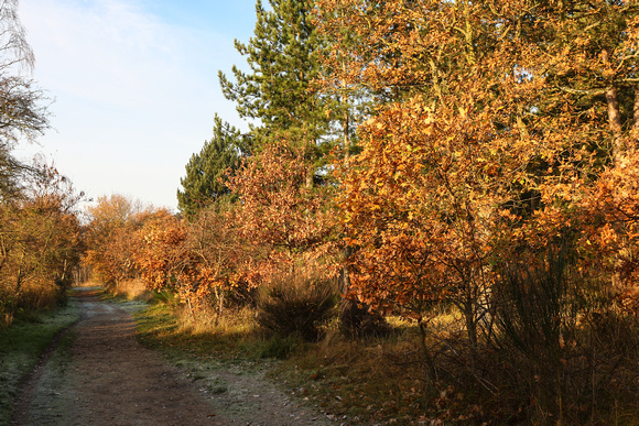 Autumn colours at Wells  Woods.