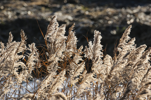 Norfolk reeds...beloved  of thatchers.