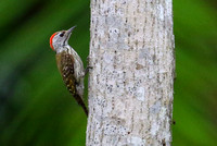 Cardinal Woodpecker ( male).