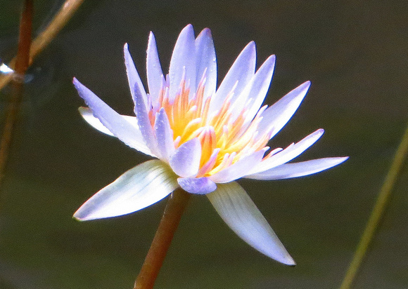 A species of Tropical Water Lily.
