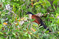 Senegal Coucal.......probably !