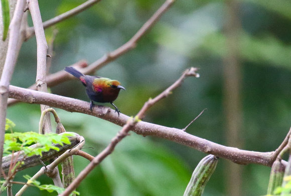 Copper Sunbird ( male).