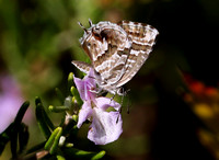 Geranium Bronze  butterfly.