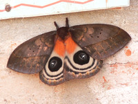 A splendid but un-identified  moth.