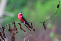 Rosy Bee-eater......