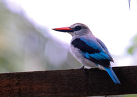 Woodland Kingfisher.