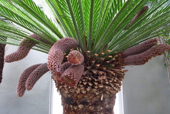 A very happy  fruiting  Sago Palm (Cycas revoluta).