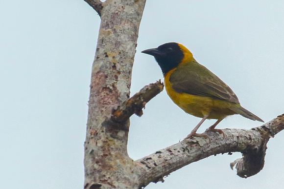 Loango Weaver ( male).....