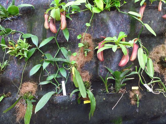 Nepenthes sp.....carnivorous plants.