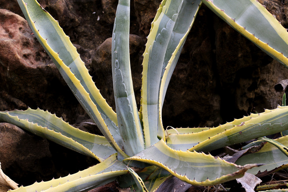 A nice variegated Agave.