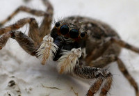 Jumping spider...close up !!