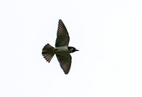 Also Fiji Woodswallow.
