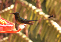 Booted Racket-tail...male, with boots  and  racket-tail !!
