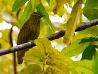 ...and the wonderful Golden Fruit Dove.
