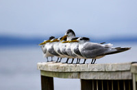 They also have Greater Crested Terns.....