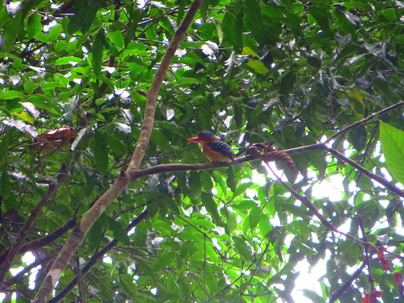 Banded Kingfisher (m)...taken with a  point-and-shoot!