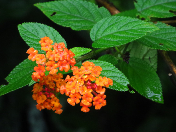 A nice bright Lantana....which, surprisingly, doesn't seem to be a  rampant alien here.