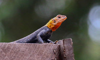 Red-headed Agama Lizard ( Agama agama).