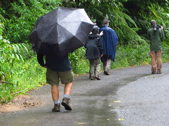 Rainy-day birding....Chuck with super-size  brolly.