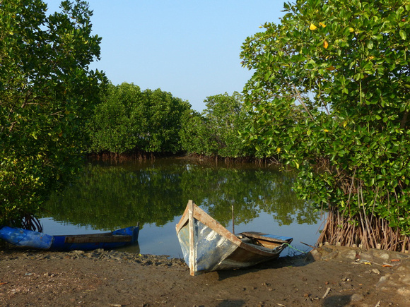 Pamanukan, W. Java....mangroves.