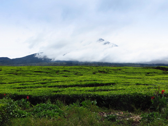 Mt. Kerinci in cloud, tea plantations  in the foreground.