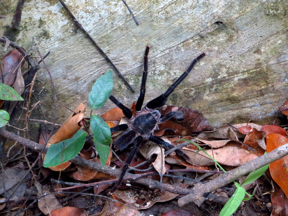 A Tarantula...possibly  the recently  described Lyrognathus giannisposatoi