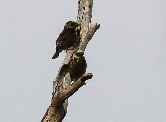 A pair of Anchieta's Barbets.
