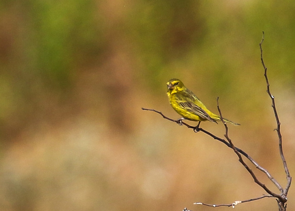 Yellow Canary.....SW African endemic.