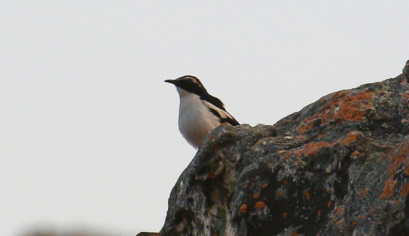 The endemic Angolan Cave Chat.