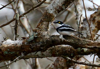 ...and out first endemic, Angolan Batis.