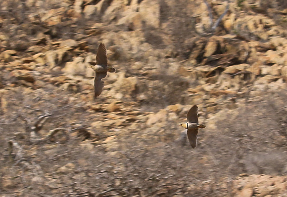 A pair of Double-banded Sandgrouse.