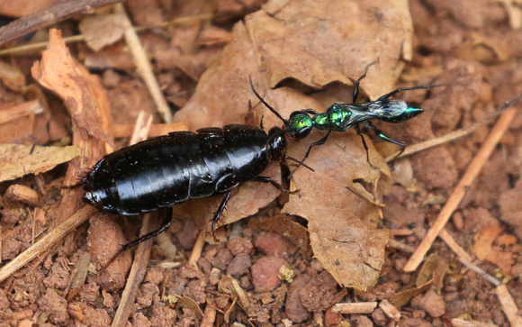 Emerald Cockroach Wasp (Ampulex compressa) with prey.....