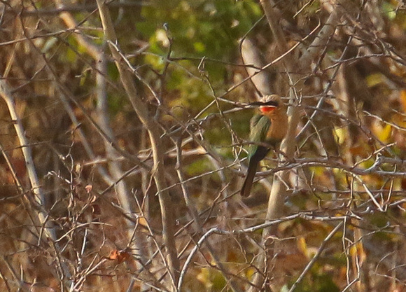 Somewhat distant White-fronted Bee-eater.