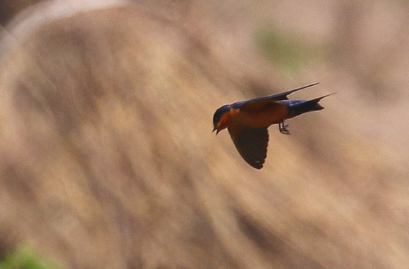 Black-and-rufous Swallow.....