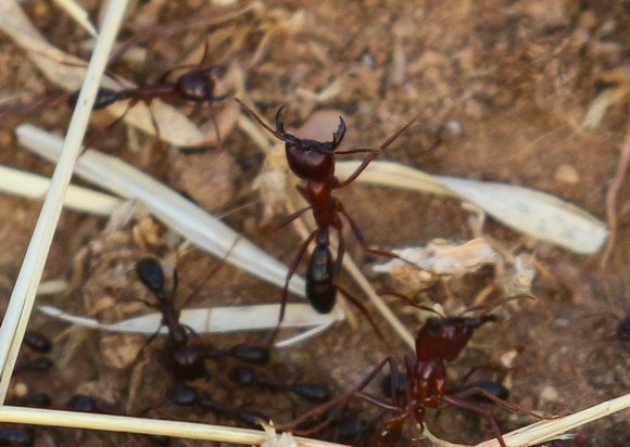 Safari Ants  !!