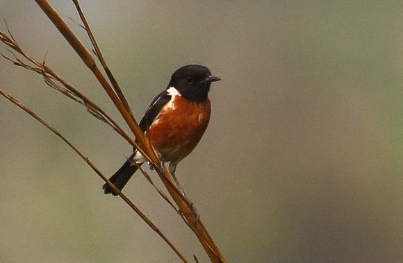 A male (African) Stonechat.